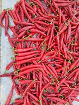 팜모닝 고추·수확 게시글 이미지