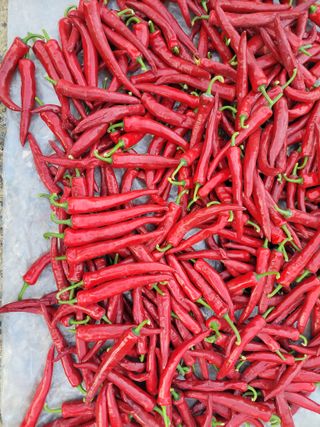 북극성짱님의 고추 · 수확 작성글 사진