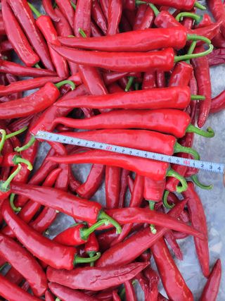 북극성짱님의 고추 · 수확 작성글 사진