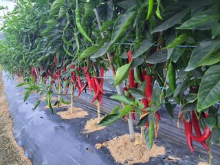 북극성짱님의 고추 · 수확 작성글 사진