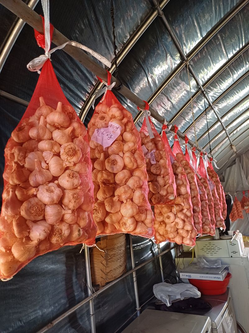 이철우님의 장터 판매 상품 [홍산마늘5.5키로] 첨부 사진