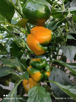 김영인님의 기타작물 · 자유게시판 작성글 사진