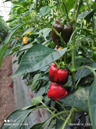 김영인님의 기타작물 · 자유게시판 작성글 사진