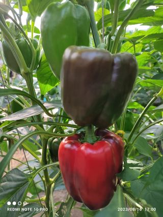 김영인님의 기타작물 · 자유게시판 작성글 사진