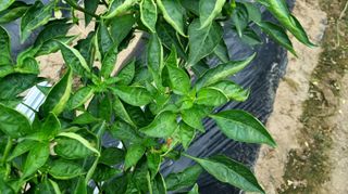 규님의 고추 · 병해충상담 작성글 사진