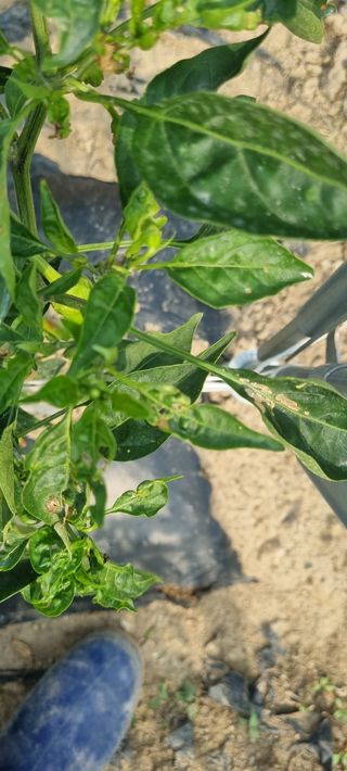 규님의 고추 · 병해충상담 작성글 사진