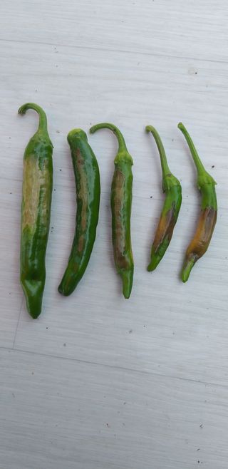 원수길님의 고추 · 병해충상담 작성글 사진