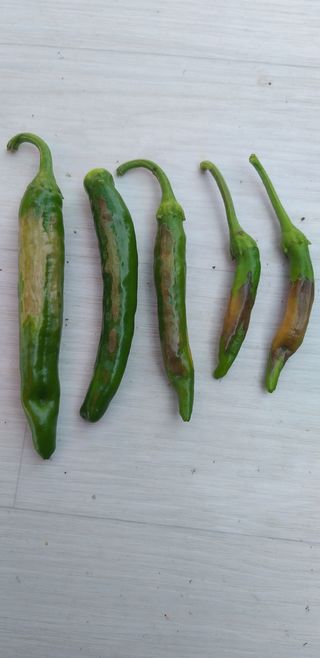 원수길님의 고추 · 병해충상담 작성글 사진