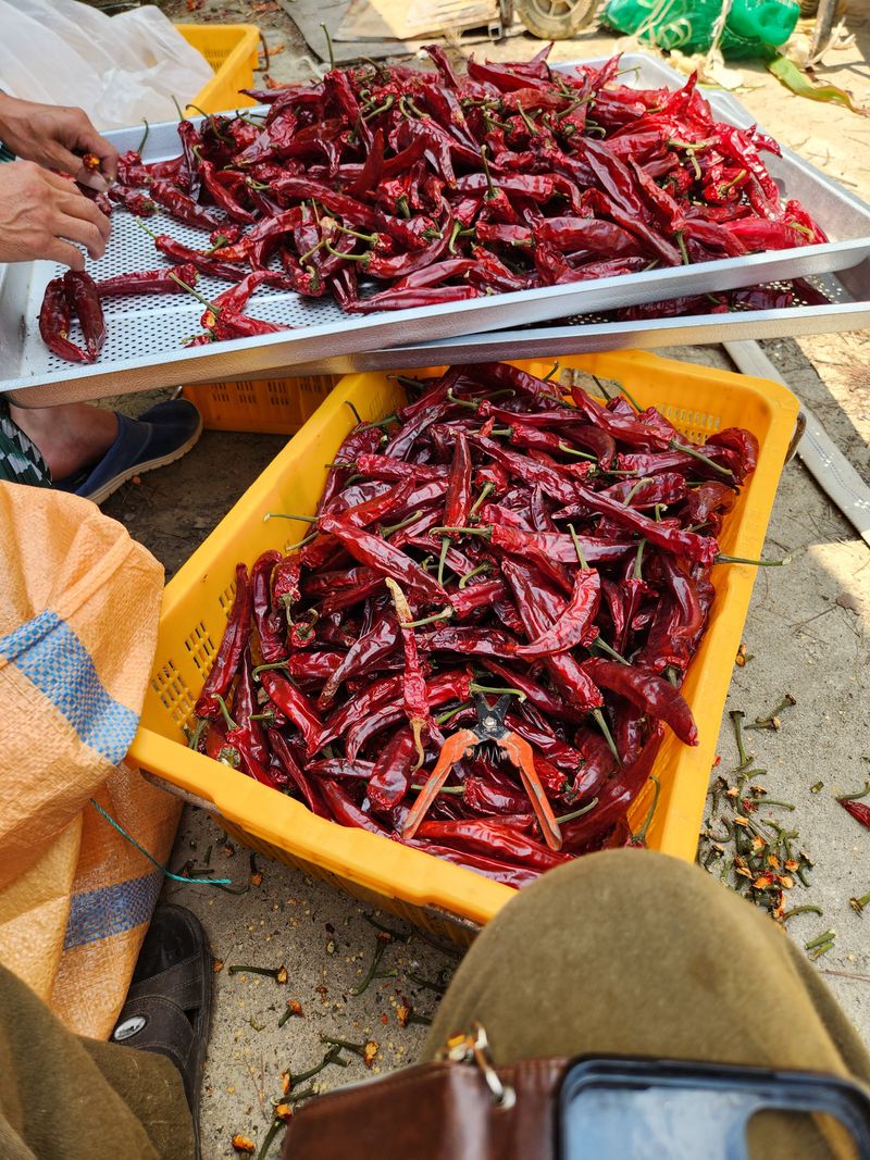장지영님의 장터 판매 상품 [고춧가루 ] 첨부 사진
