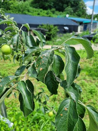 이홍균님의 사과 · 병해충상담 작성글 사진