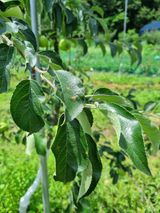 팜모닝 사과·병해충상담 게시글 이미지