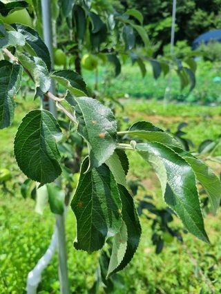 이홍균님의 사과 · 병해충상담 작성글 사진