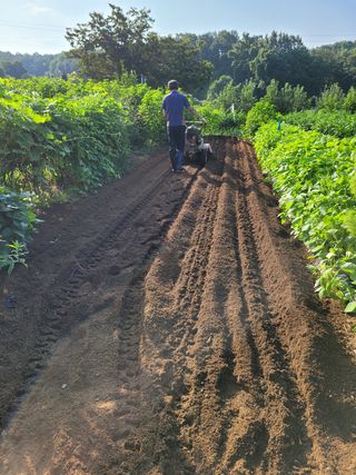 아리랑님의 콩 · 영농일지 작성글 사진