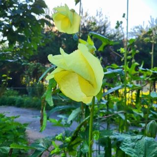 이형록님의 기타작물 · 자유게시판 작성글 사진