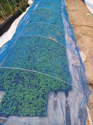 박흥구님의 배추 · 일상 작성글 사진