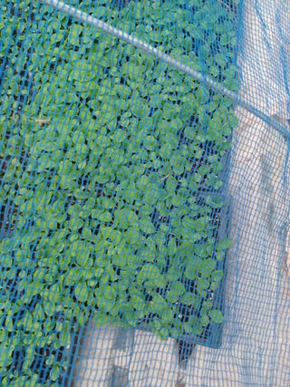 박흥구님의 배추 · 일상 작성글 사진