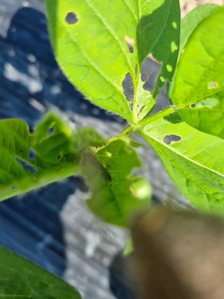 밑걸음님의 콩 · 병해충상담 작성글 사진