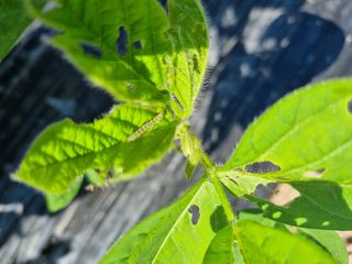 밑걸음님의 콩 · 병해충상담 작성글 사진