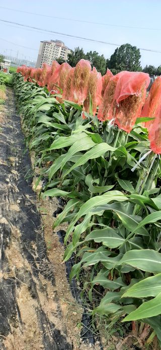 농민님의 자유주제 · 자유게시판 작성글 사진