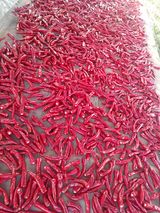 팜모닝 고추·일상 게시글 이미지