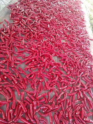 이연화님의 고추 · 일상 작성글 사진