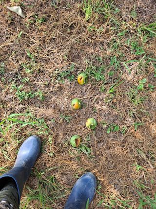 농촌사랑님의 감 · 자유게시판 작성글 사진