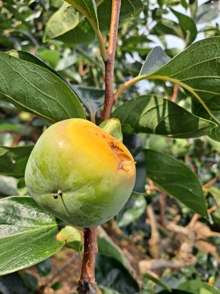 농촌사랑님의 감 · 자유게시판 작성글 사진