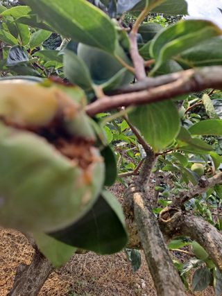 농촌사랑님의 감 · 자유게시판 작성글 사진