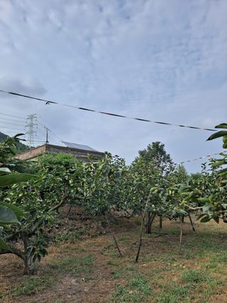 농촌사랑님의 감 · 자유게시판 작성글 사진