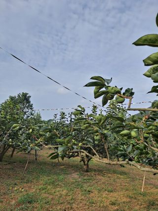 농촌사랑님의 감 · 자유게시판 작성글 사진