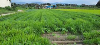 김중언님의 자유주제 · 건의해요 작성글 사진