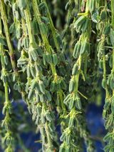 팜모닝 참깨·자유게시판 게시글 이미지