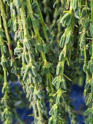 고흥과역 서인님의 참깨 · 자유게시판 작성글 사진