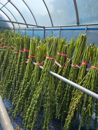 고흥과역 서인님의 참깨 · 자유게시판 작성글 사진