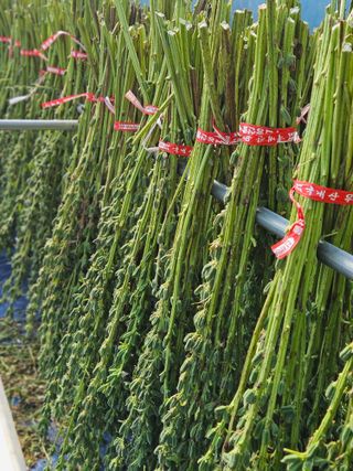 고흥과역 서인님의 참깨 · 자유게시판 작성글 사진