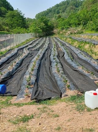 고구마작물기초님의 고구마 · 병해충상담 작성글 사진