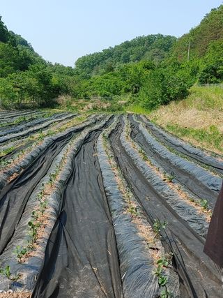 고구마작물기초님의 고구마 · 병해충상담 작성글 사진