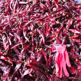 팜모닝 고추·수확 게시글 이미지