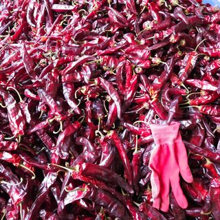 홍쭈네농장님의 고추 · 수확 작성글 사진