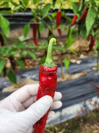 호호ㅋ님의 고추 · 병해충상담 작성글 사진