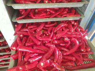 태양초님의 고추 · 수확 작성글 사진