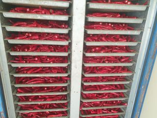 태양초님의 고추 · 수확 작성글 사진