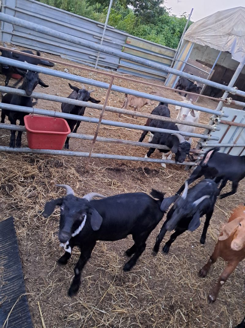 장터 상품 [흑염소분양] 썸네일