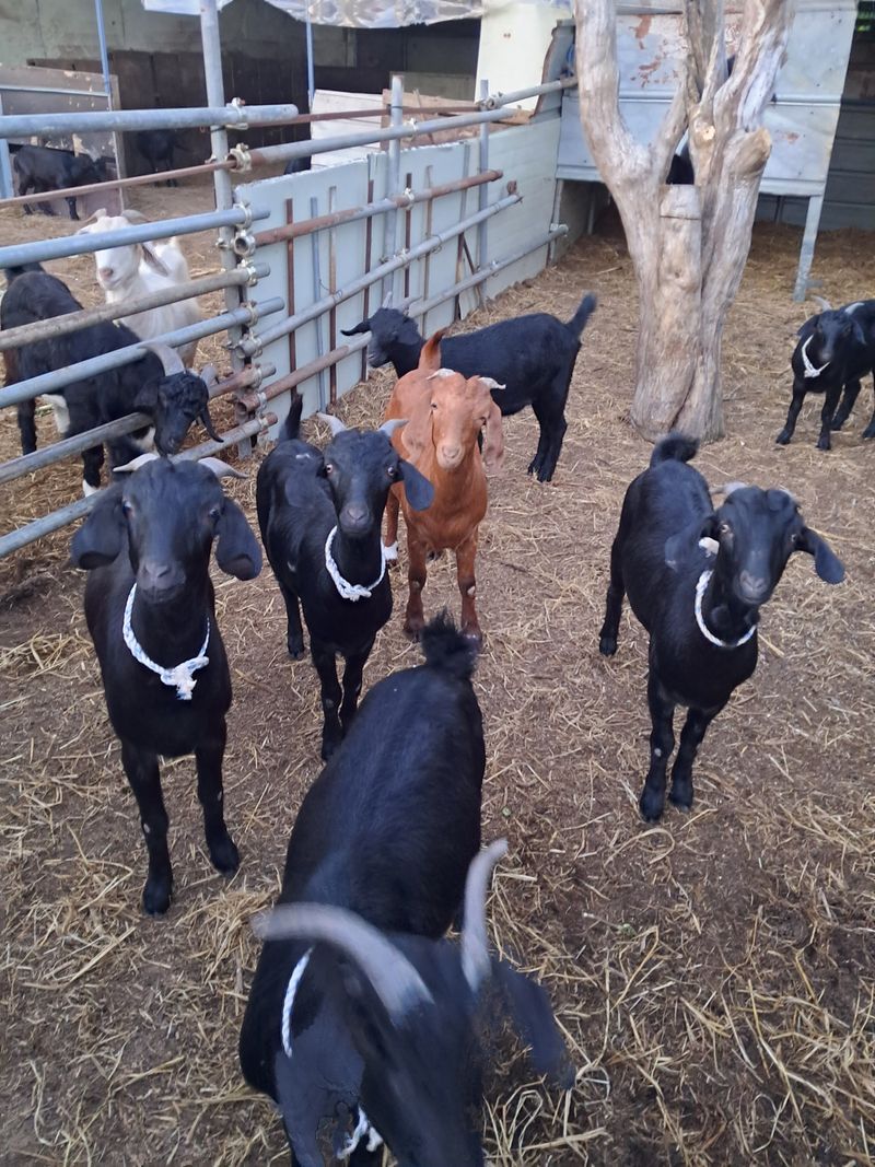 김석현님의 장터 판매 상품 [흑염소분양] 첨부 사진