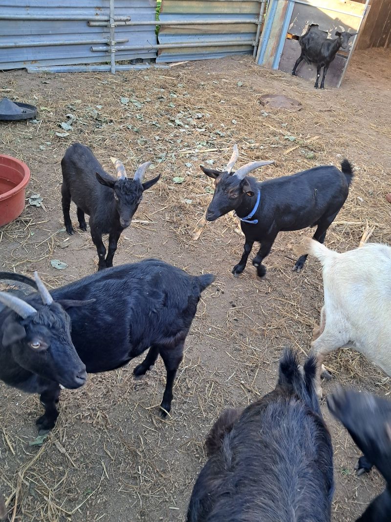 김석현님의 장터 판매 상품 [흑염소분양] 첨부 사진