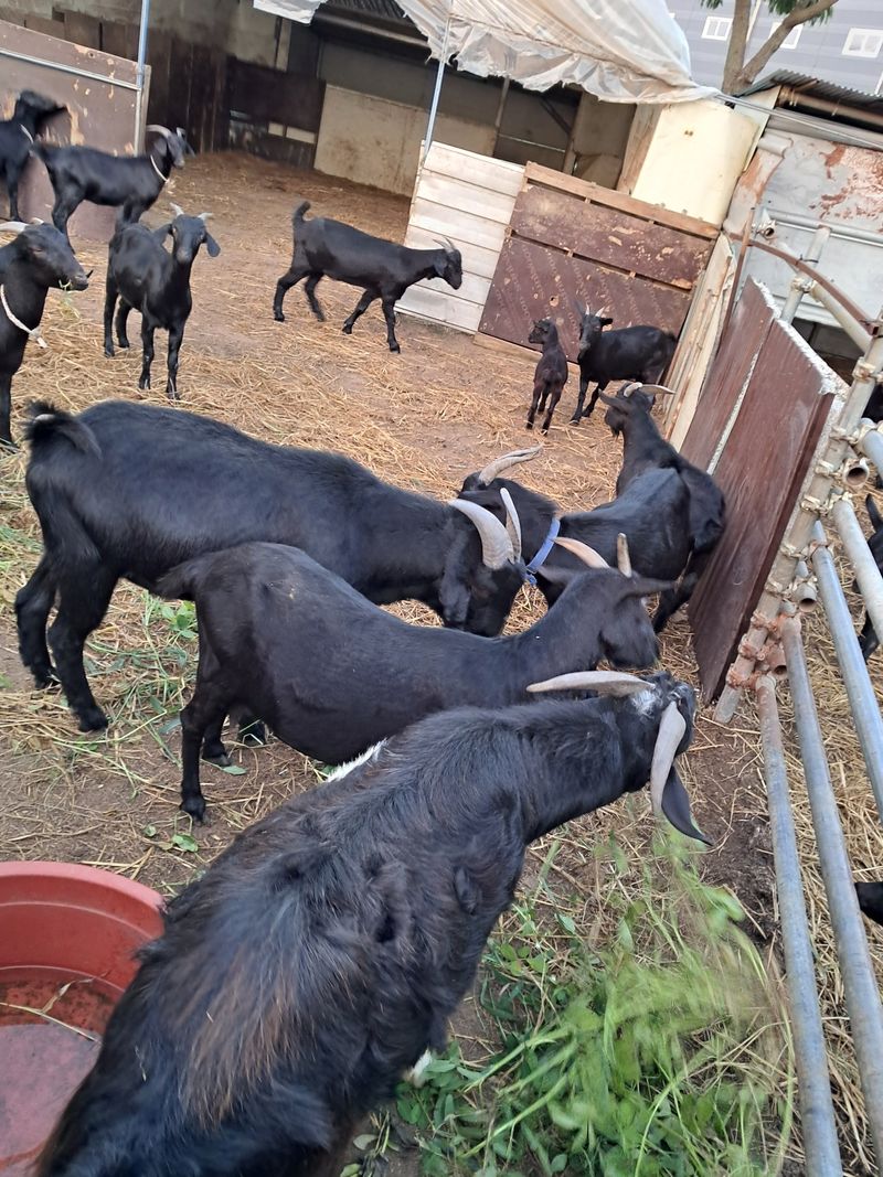 김석현님의 장터 판매 상품 [흑염소분양] 첨부 사진