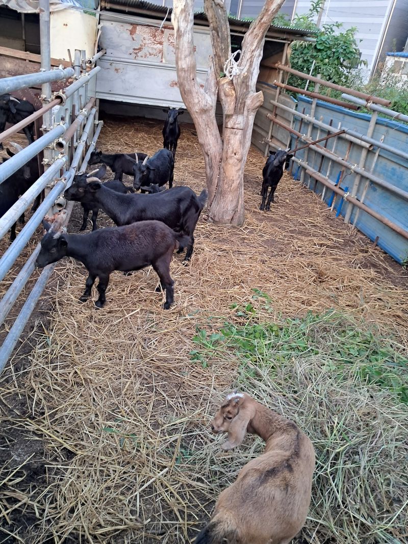 김석현님의 장터 판매 상품 [흑염소분양] 첨부 사진