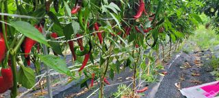 이의도님의 고추 · 수확 작성글 사진