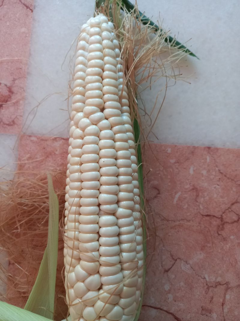 장터 상품 [평창 미백찰옥수수 1차 판매 완료] 썸네일