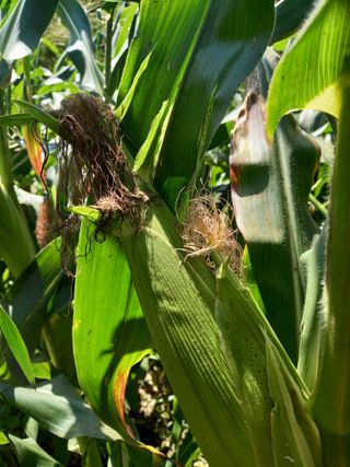 둥이 맘님의 작성글 사진